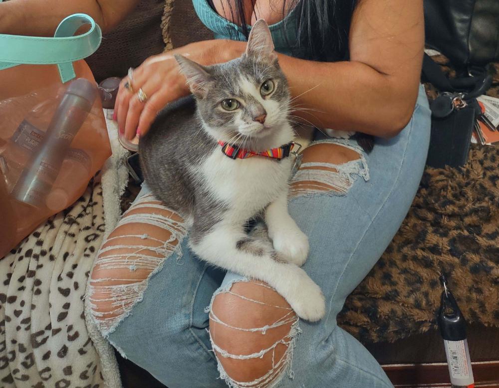 Image of Fiesty giltner, Lost Cat