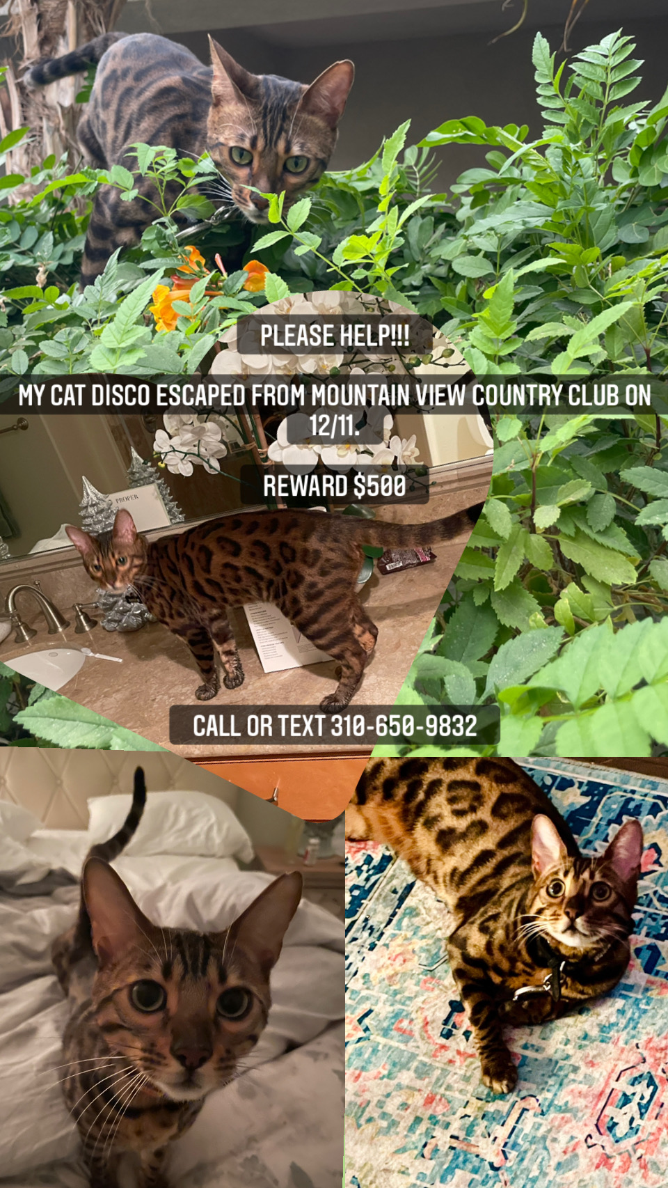Image of Disco Barcelo, Lost Cat