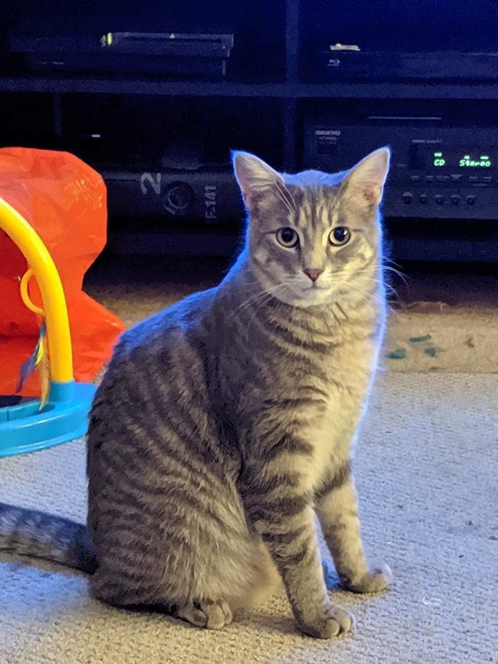 Image of Dax, Lost Cat