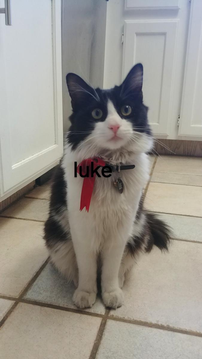 Image of Luke aka Mickey, Lost Cat