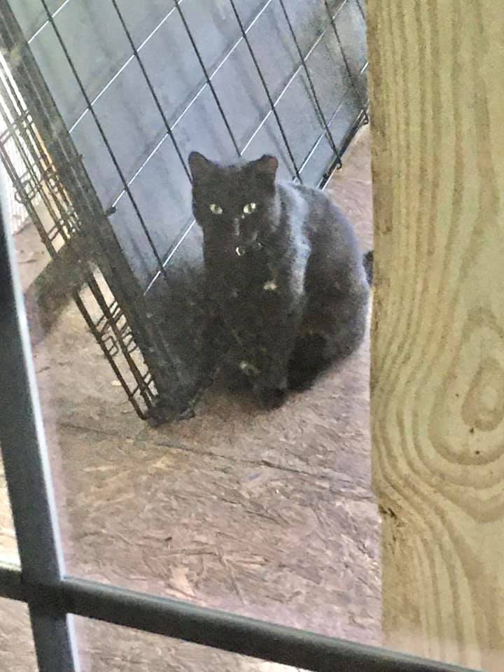 Image of unknown., Found Cat