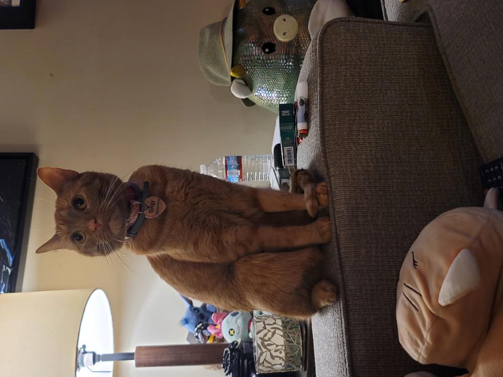 Image of Gingy/Ginger, Lost Cat