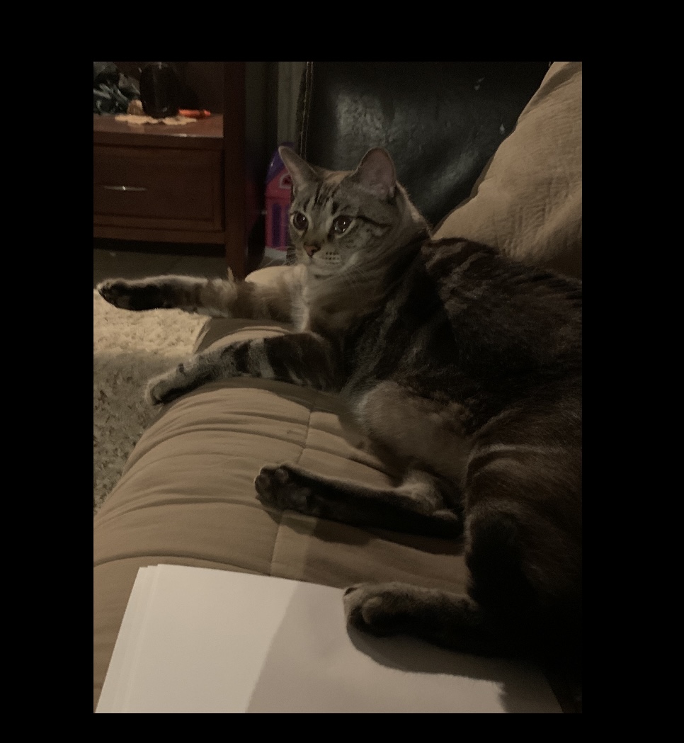 Image of Chesire, Lost Cat