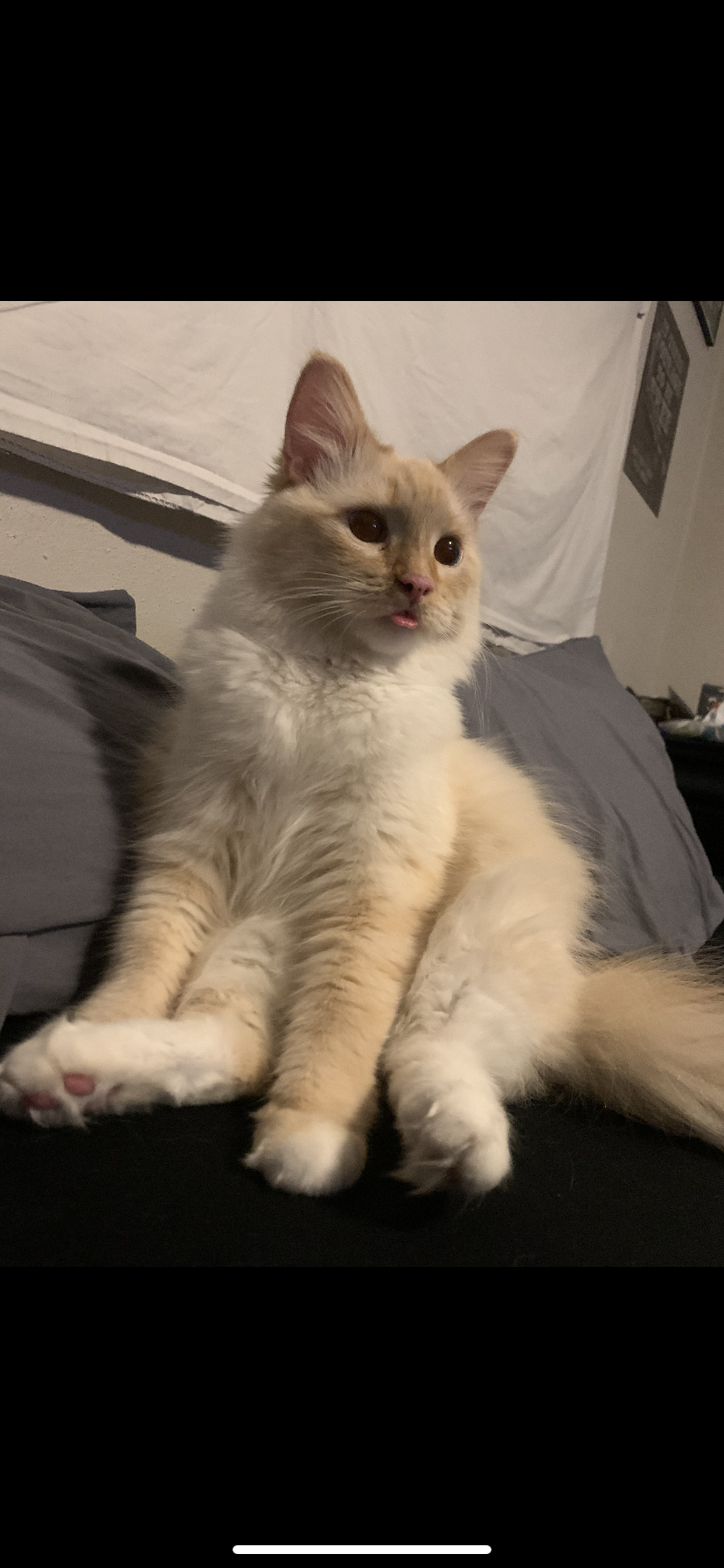Image of Opal / M16, Lost Cat
