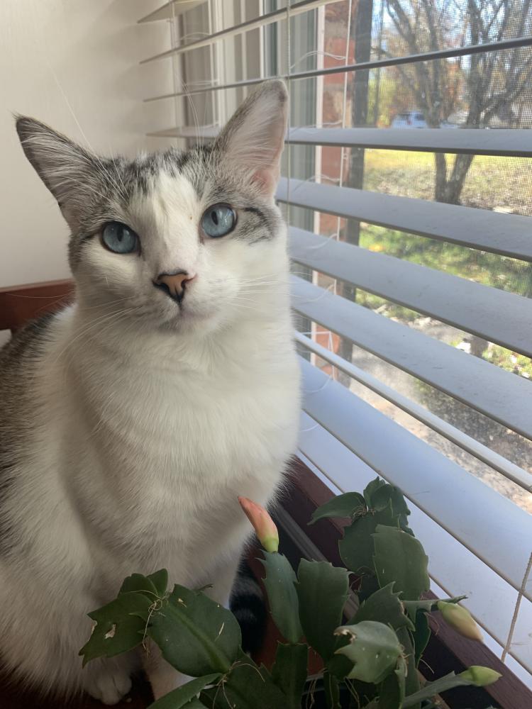 Image of Rome, Lost Cat