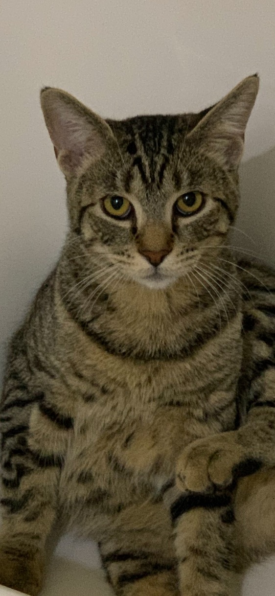 Image of Chavo, Lost Cat