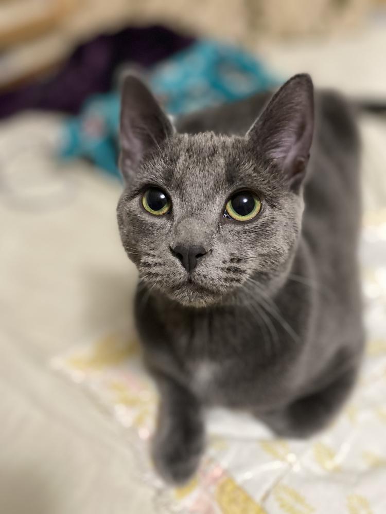 Image of Suki, Lost Cat
