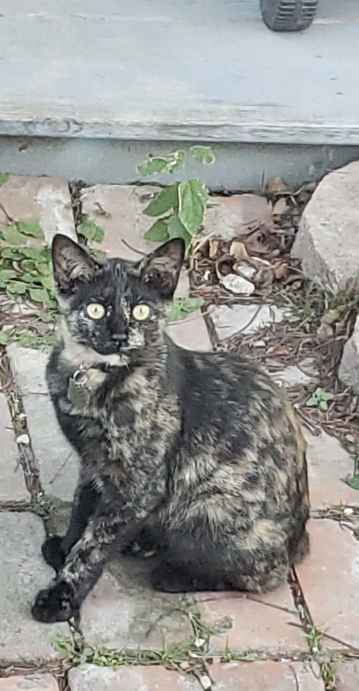 Image of Kipo, Lost Cat