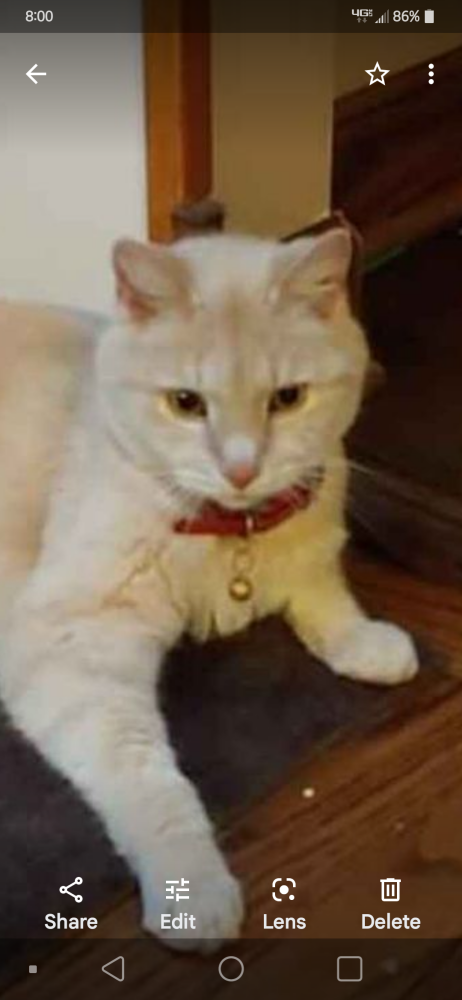 Image of Bud or Buddy, Lost Cat