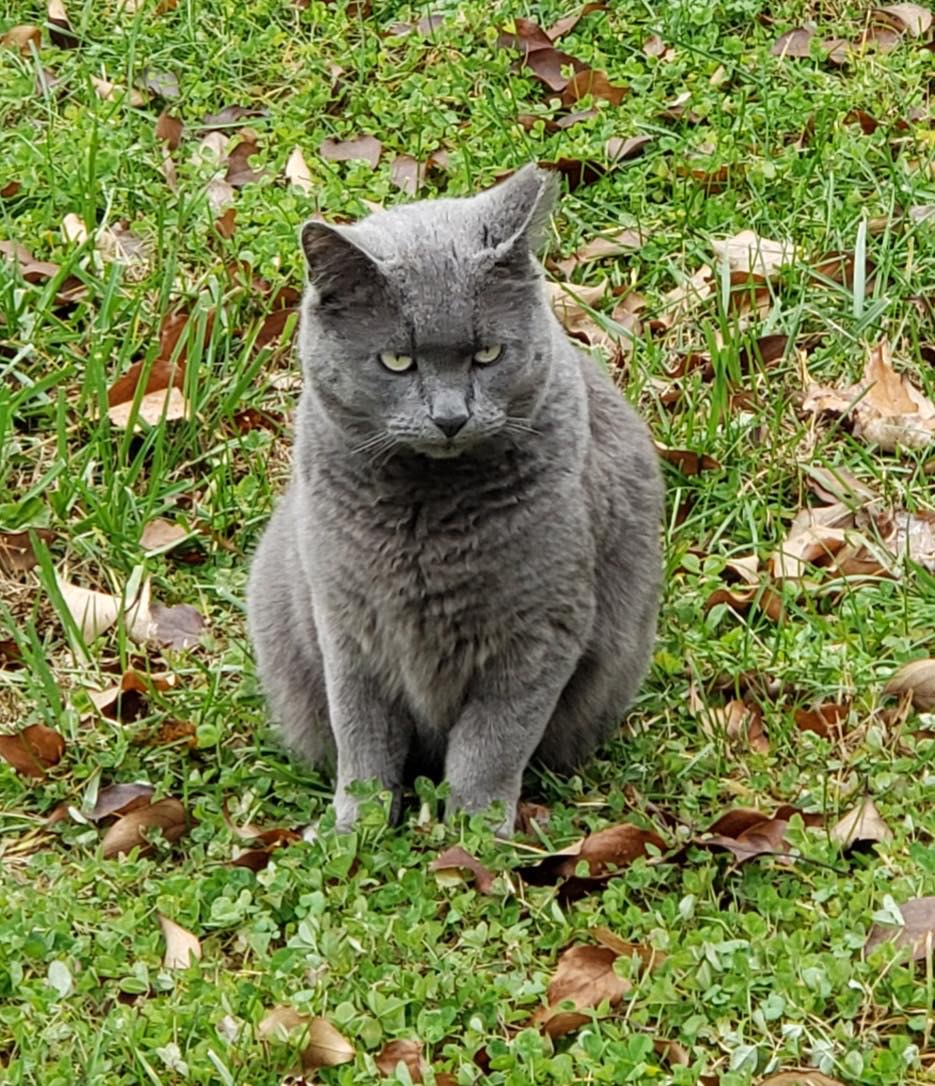 Image of Grey Kitty, Lost Cat