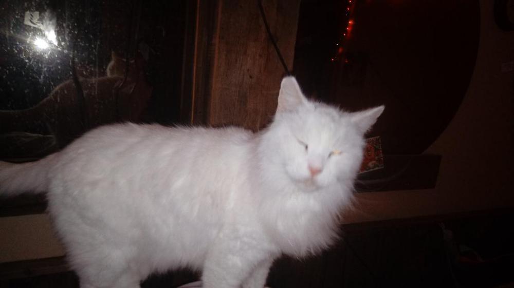 Image of Blizzard, Lost Cat