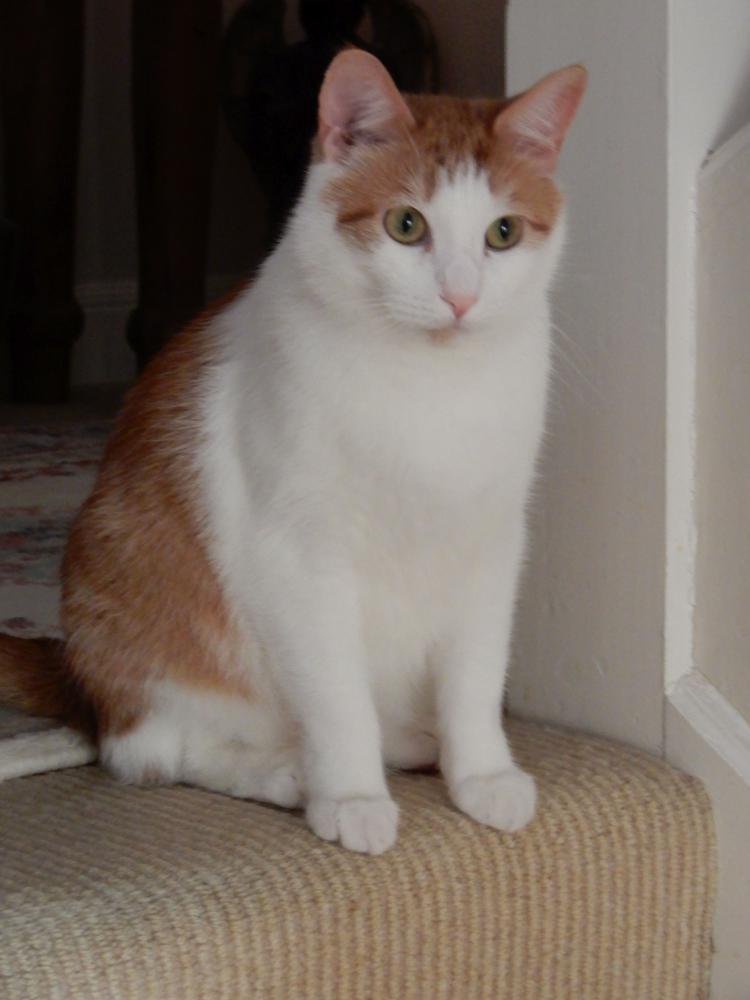Image of Filo, Lost Cat