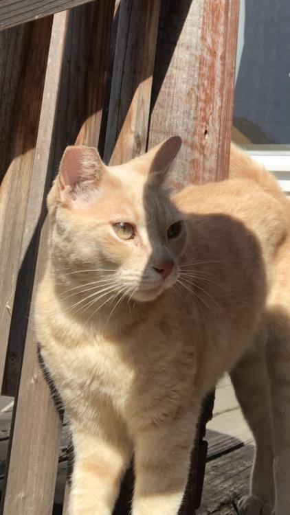 Image of Willy, Lost Cat