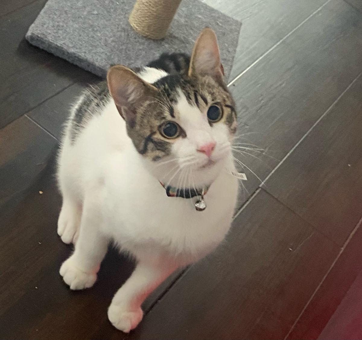 Image of Oakland, Lost Cat