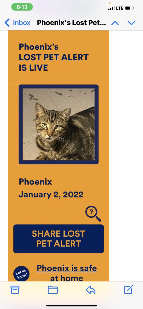 Image of Phoenix, Lost Cat