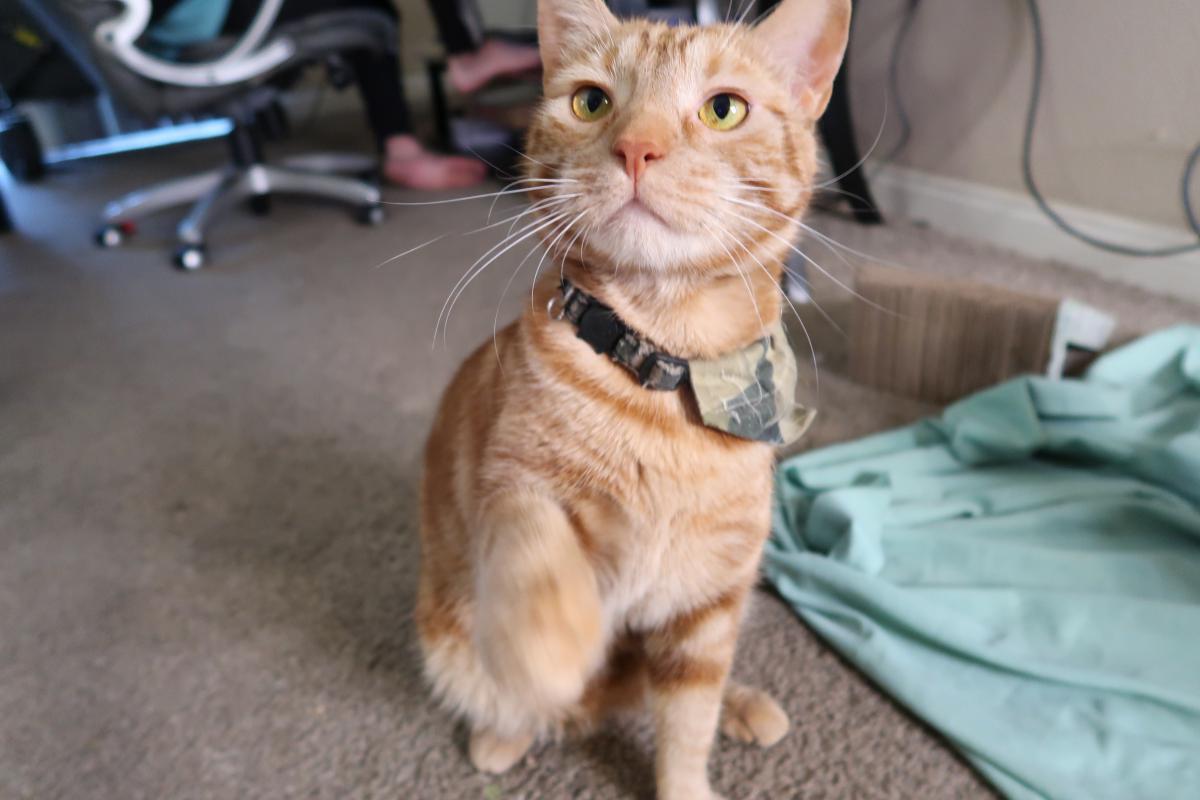 Image of Scooter, Lost Cat
