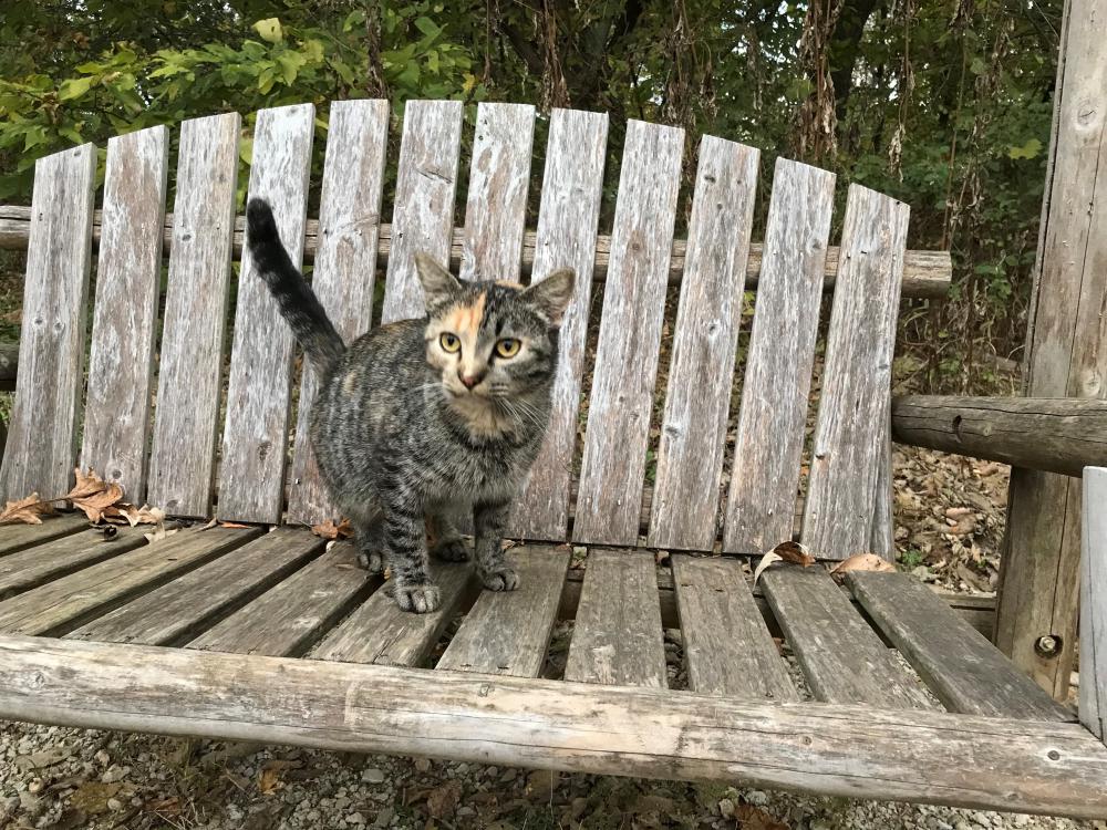 Image of Checkers, Lost Cat
