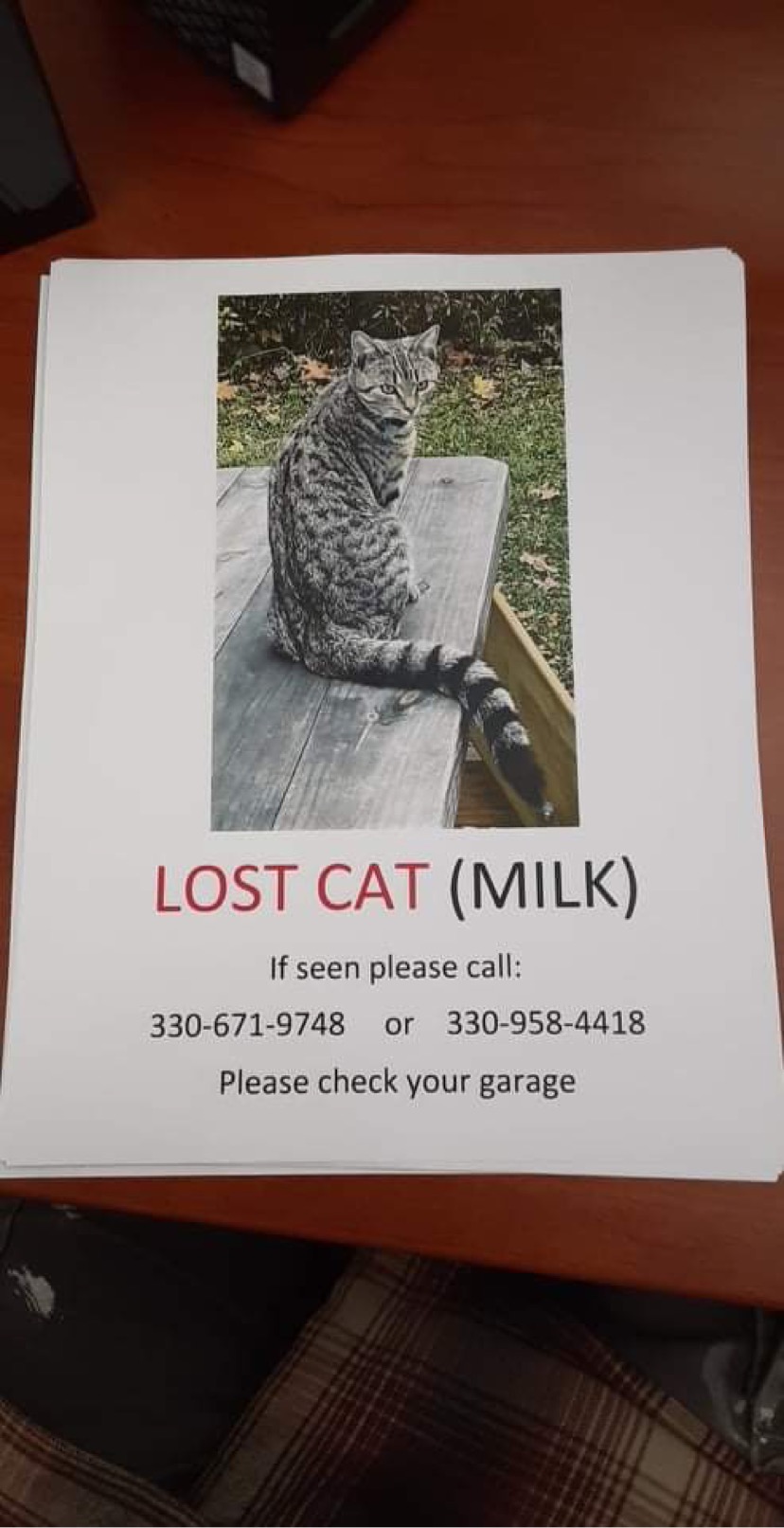 Image of Milk, Lost Cat