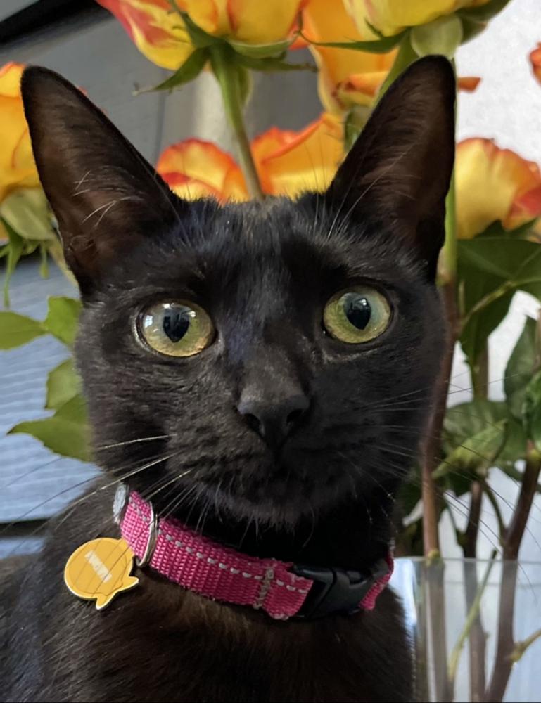 Image of Panchita, Lost Cat