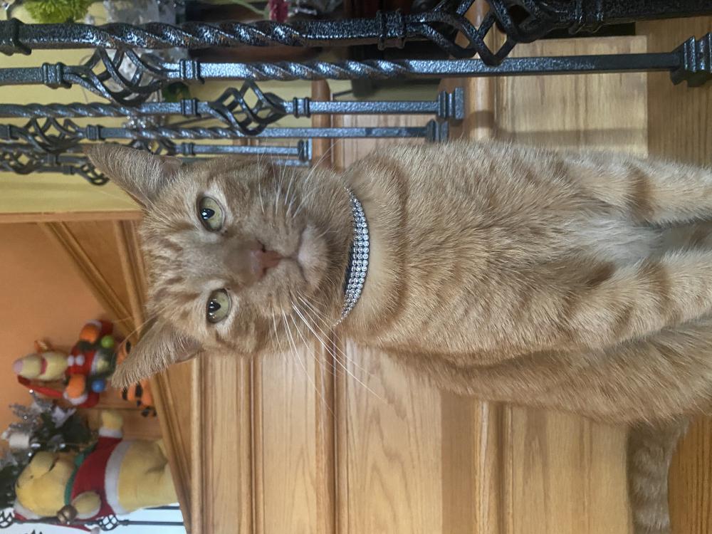 Image of Gingerbread, Lost Cat