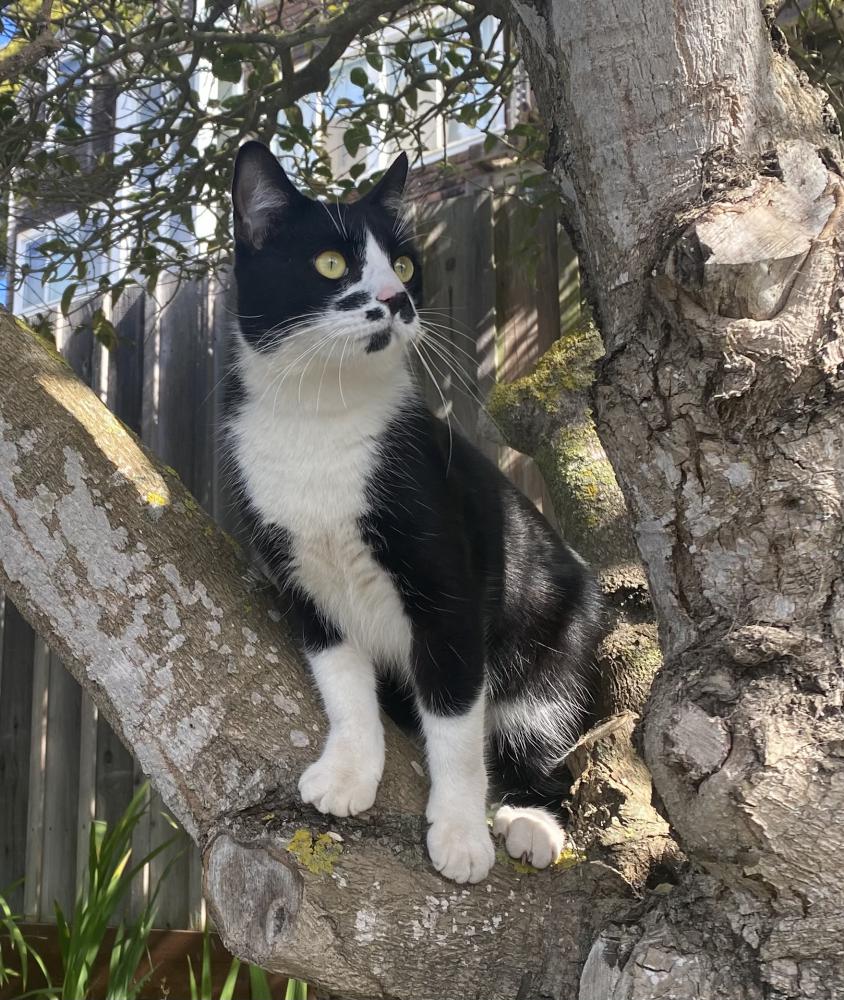 Image of Boot Jr., Lost Cat