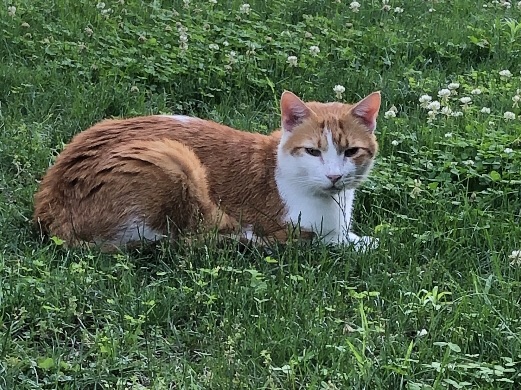 Image of Gus, Lost Cat