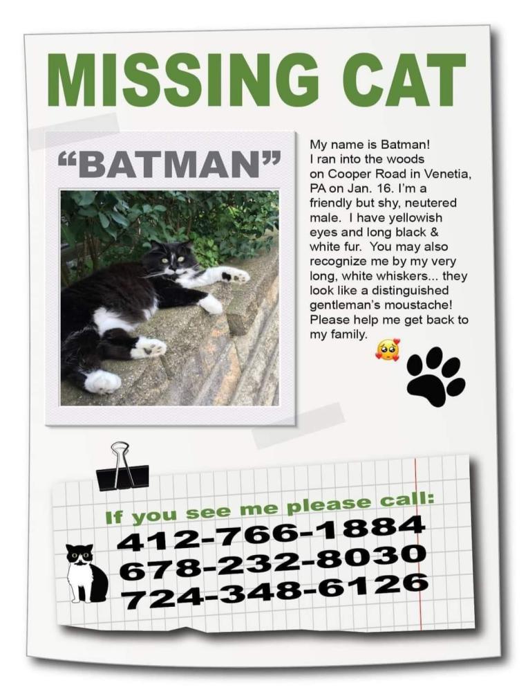 Image of Batman, Lost Cat