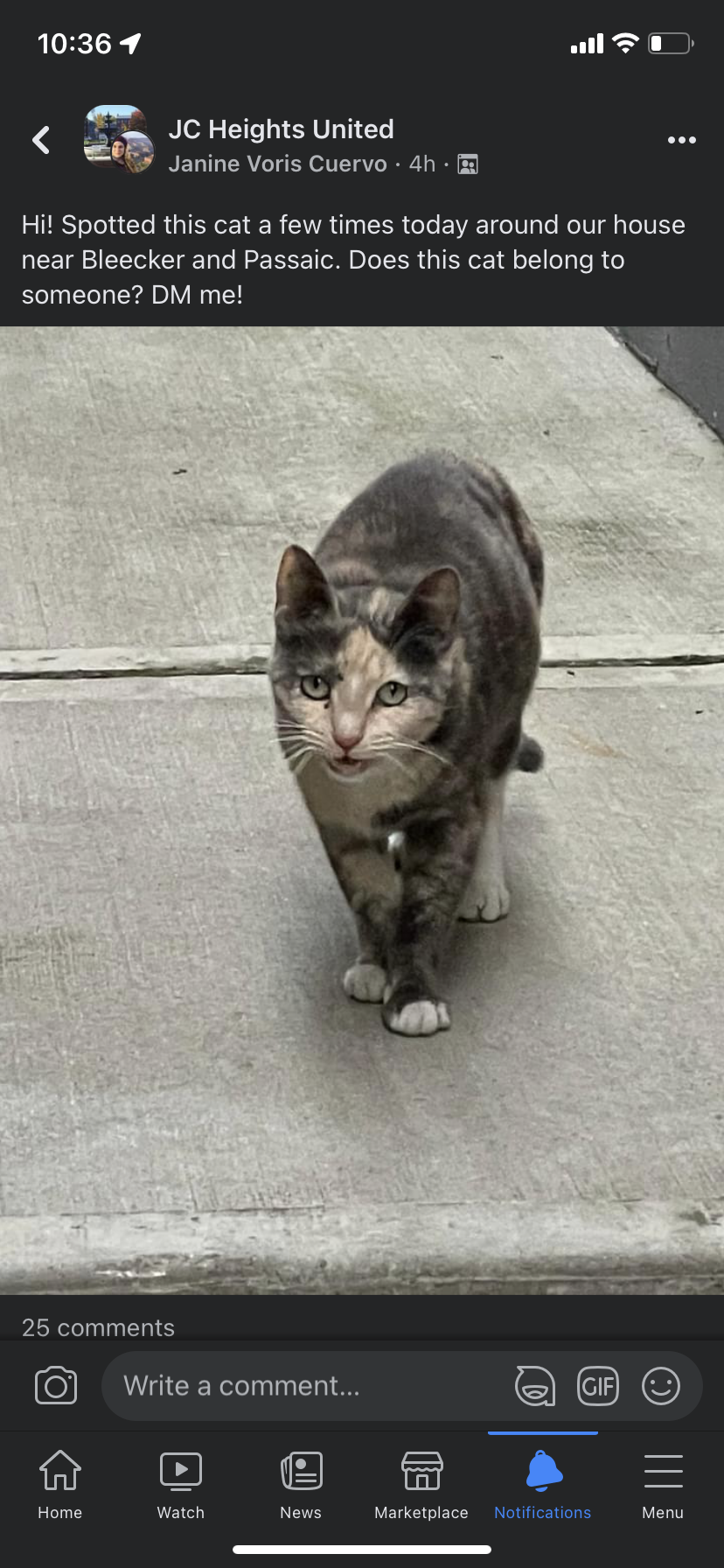 Image of Nina, Lost Cat