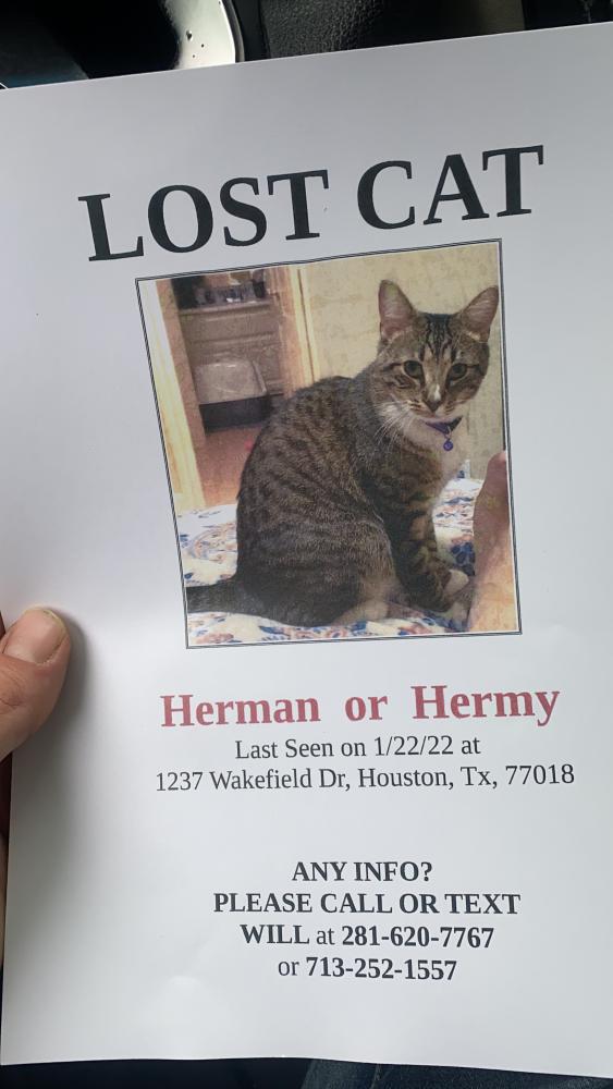 Image of Herman, Lost Cat