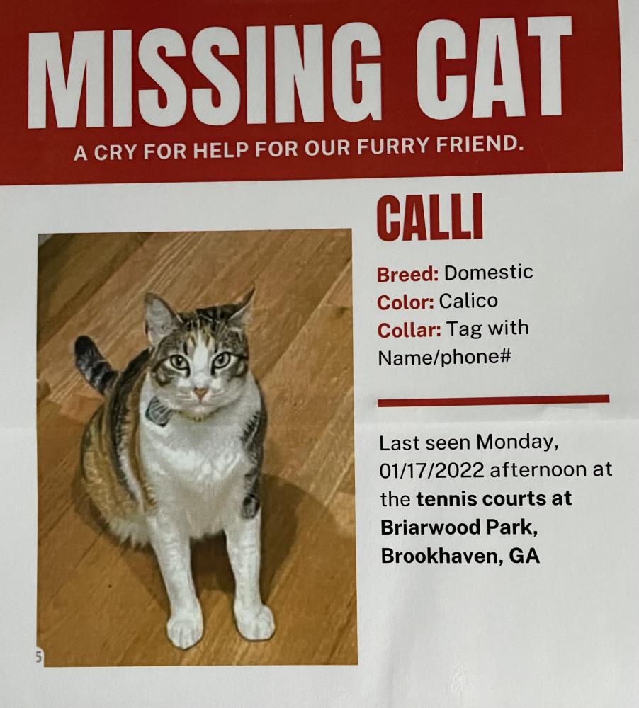Image of Calli, Lost Cat
