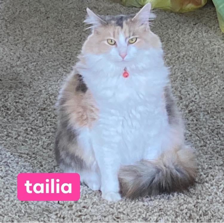 Image of Tailia, Lost Cat