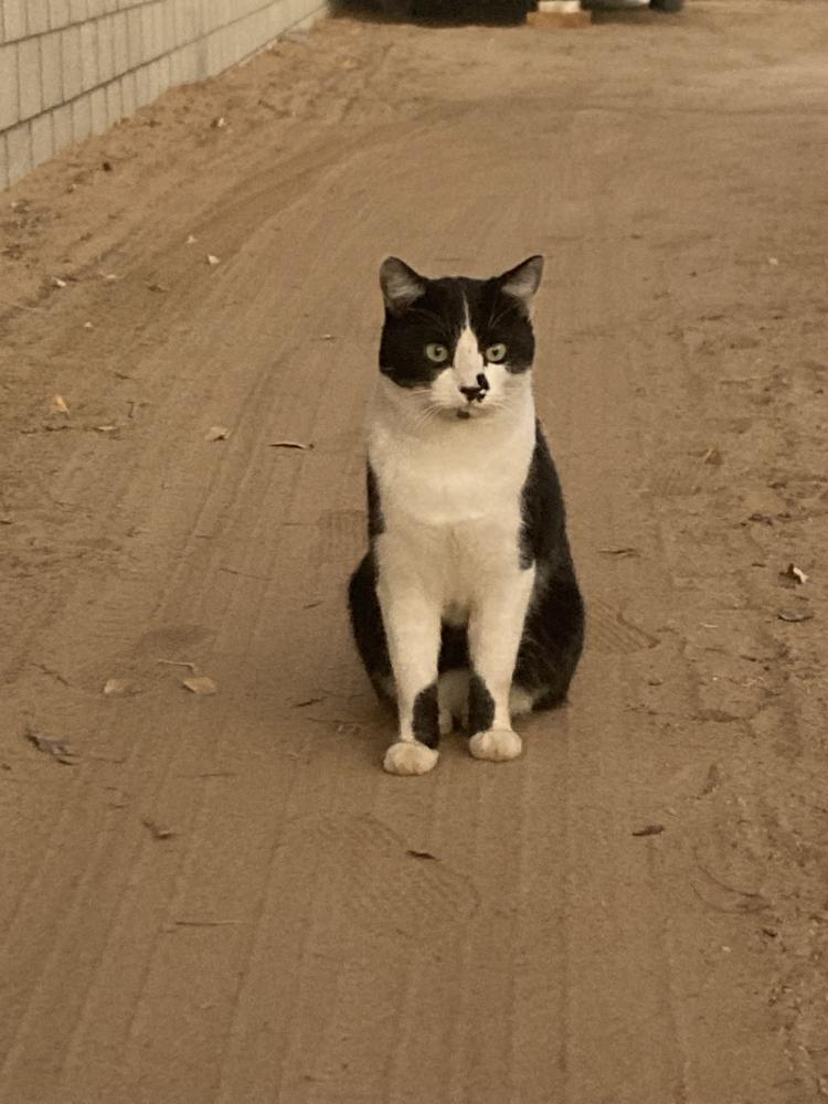 Image of Daddy Cat, Lost Cat
