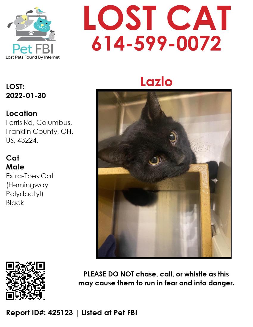 Image of Lazlo, Lost Cat