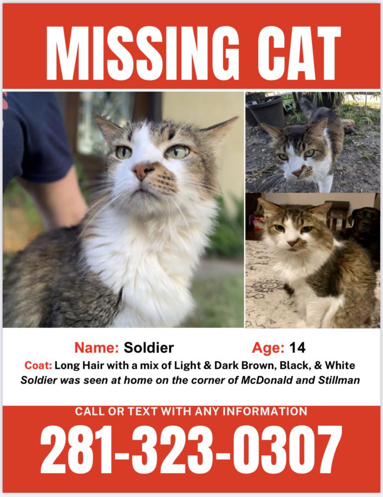 Image of Soldier, Lost Cat