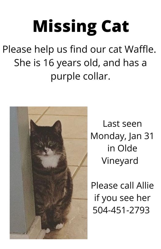 Image of Waffle, Lost Cat