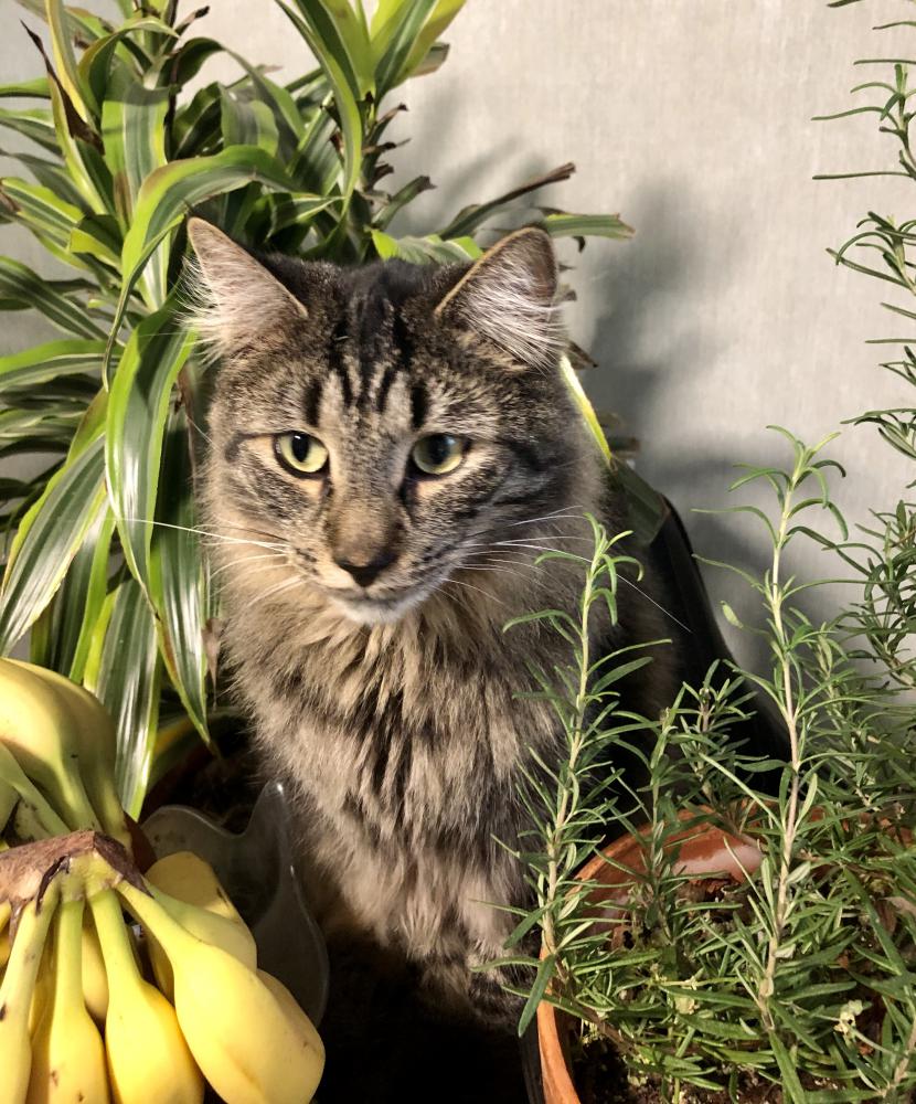 Image of Misio, Lost Cat