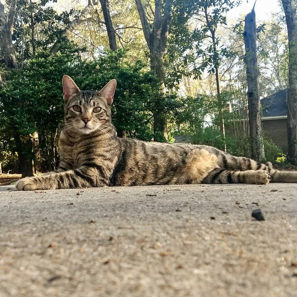 Image of Dallas, Lost Cat