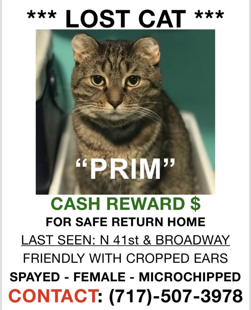 Image of Prim, Lost Cat