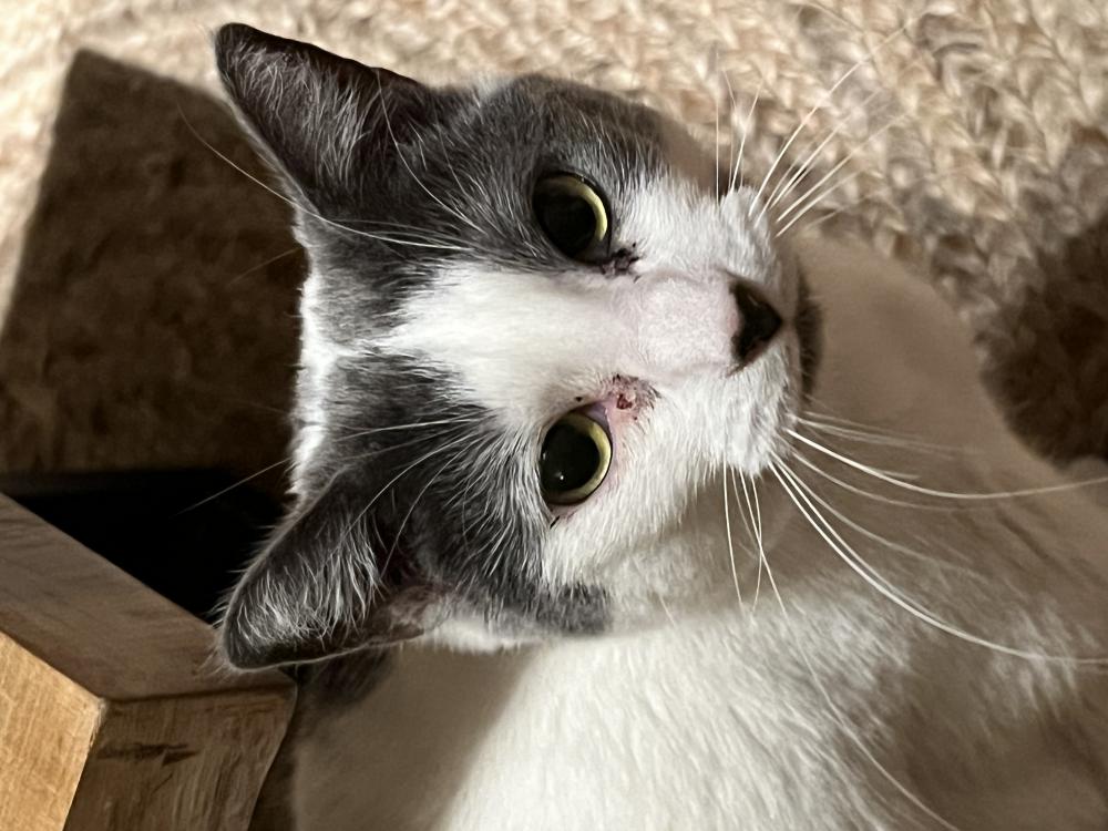 Image of Linda, Lost Cat