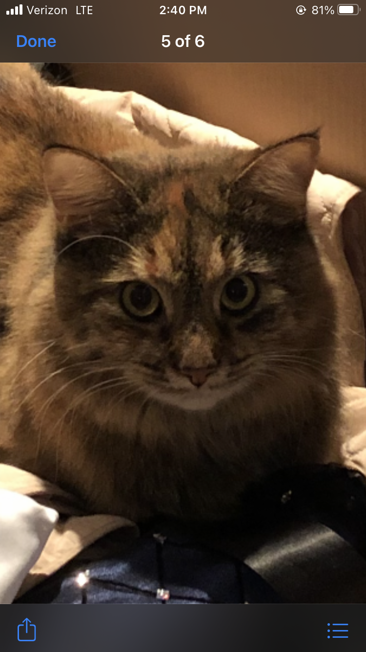 Image of Maia, Lost Cat