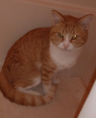 Image of Terry, Lost Cat