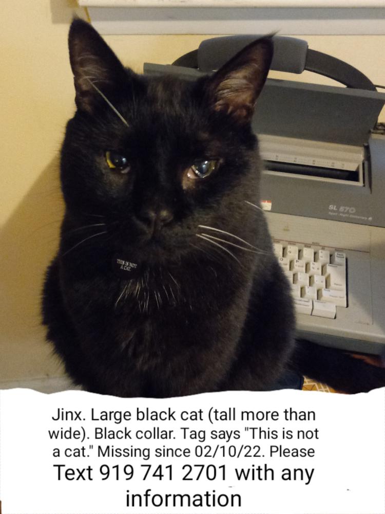 Image of Jinx, Lost Cat