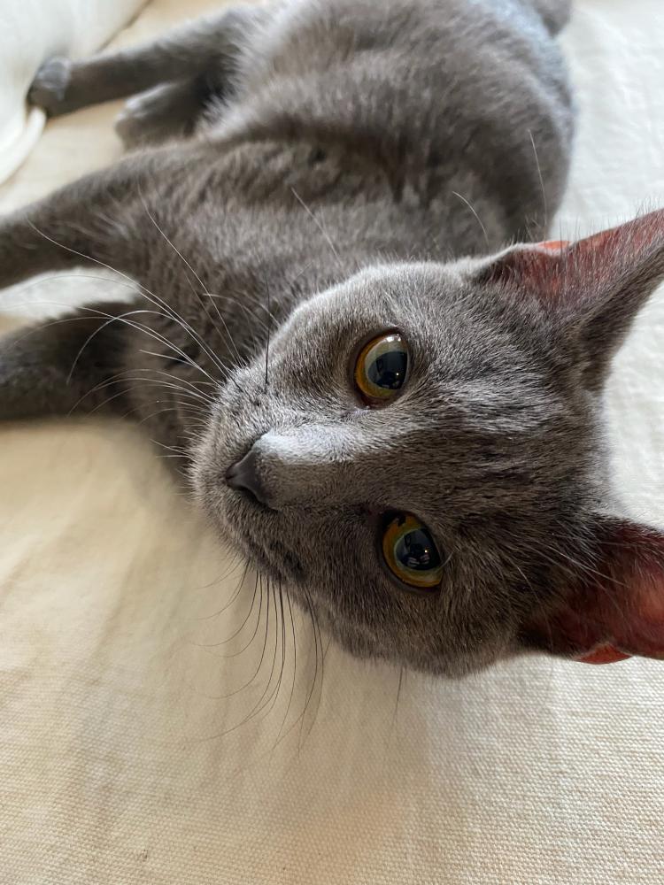 Image of grey kitten, Found Cat