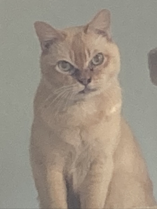 Image of Jebby, Lost Cat