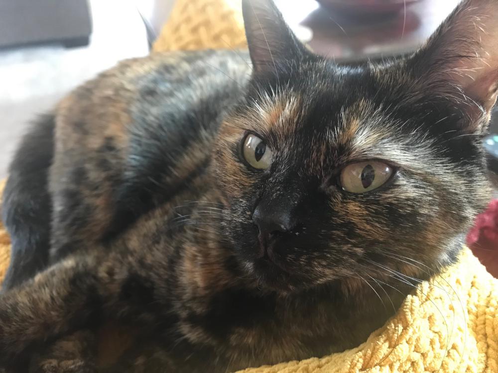 Image of Jade, Lost Cat