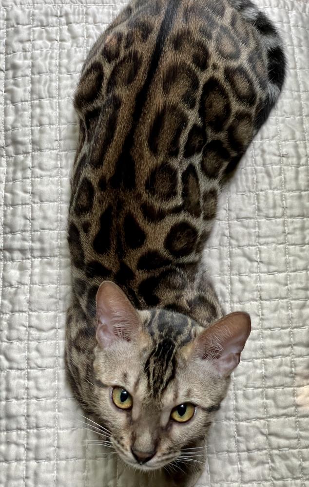Image of Java-spotted bengal, Lost Cat