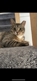Image of Holly, Lost Cat