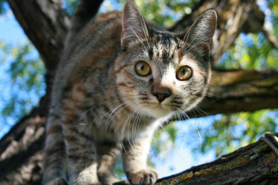Image of Sookie, Lost Cat