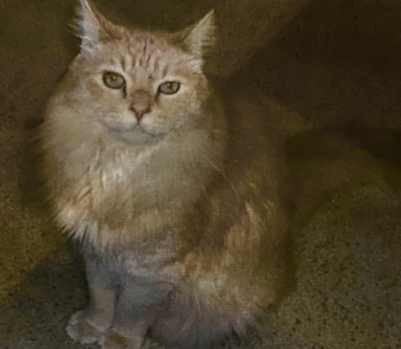 Image of Skooter, Lost Cat