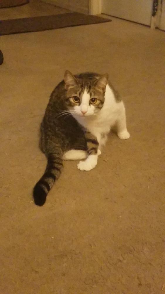 Image of Chatty, Lost Cat